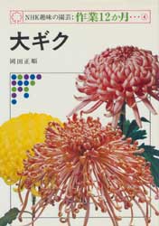 大ギク　NHK趣味の園芸・作業12か月　4